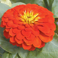 Zinnia Magellan Mix F1 Seed