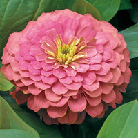 Zinnia Magellan Mix F1 Seed