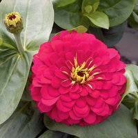 Zinnia Magellan Mix F1 Seed