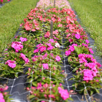 Cut Flower Netting 36" x 328'