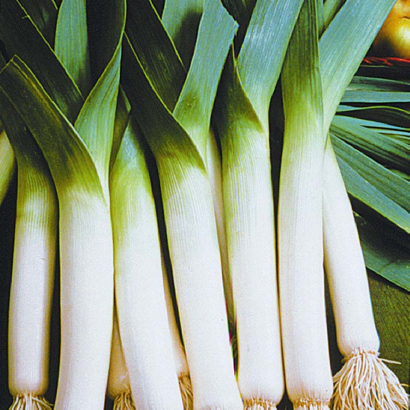 Leek Lancelot Live Plants