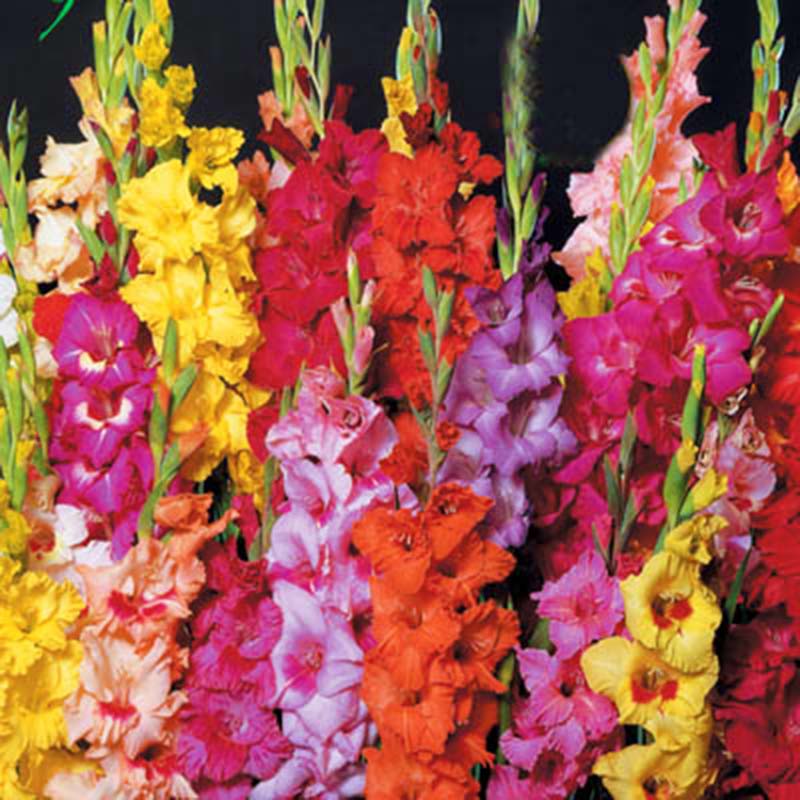 Gladiolus Commercial Grower Mix Live Plants