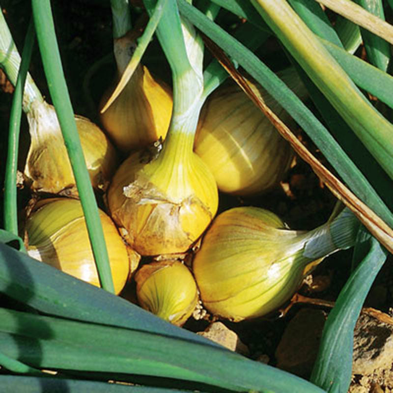 Onion Sets - Yellow Stuttgarter