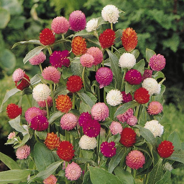 Gomphrena QIS Formula Mix Seed