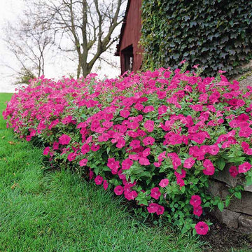 Petunia Tidal Wave Hot Pink F1 Seed