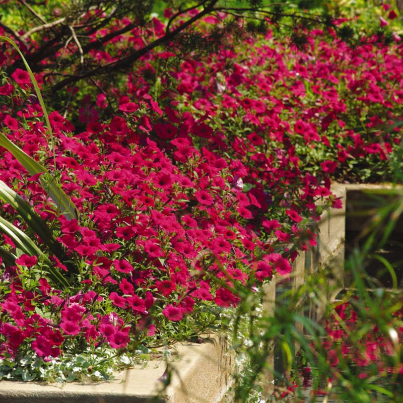 Petunia Tidal Wave Cherry F1 Seed