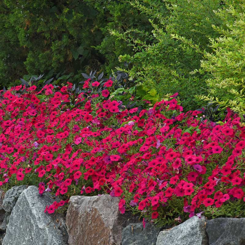 Petunia Tidal Wave Cherry F1 Seed