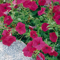 Petunia Tidal Wave Cherry F1 Seed