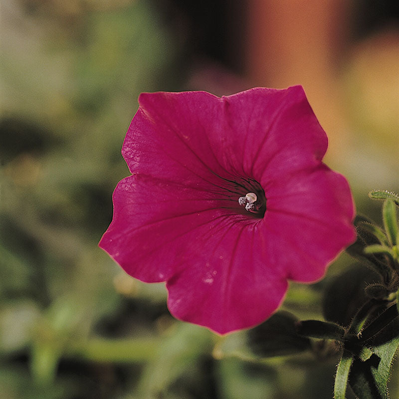 Petunia Tidal Wave Cherry F1 Seed