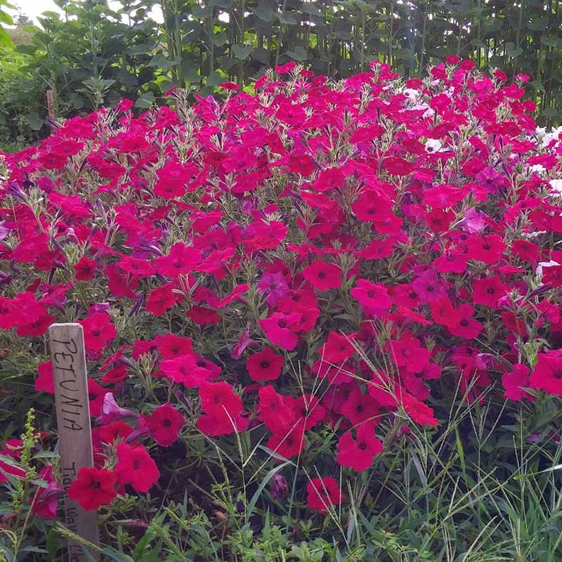 Petunia Tidal Wave Cherry F1 Seed