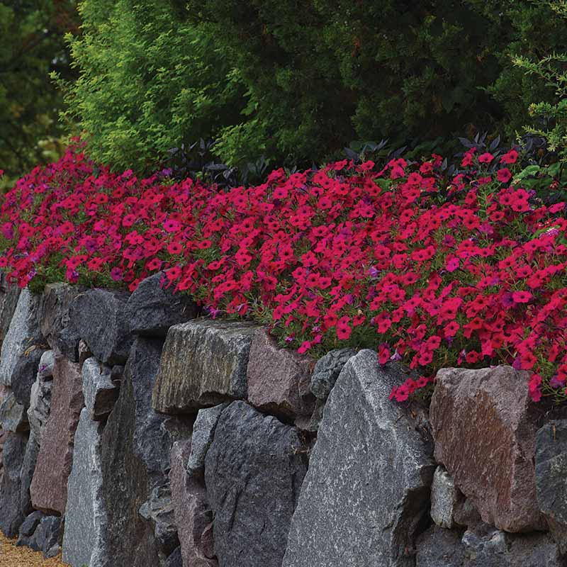 Petunia Tidal Wave Cherry F1 Seed