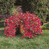 Petunia Tidal Wave Cherry F1 Seed