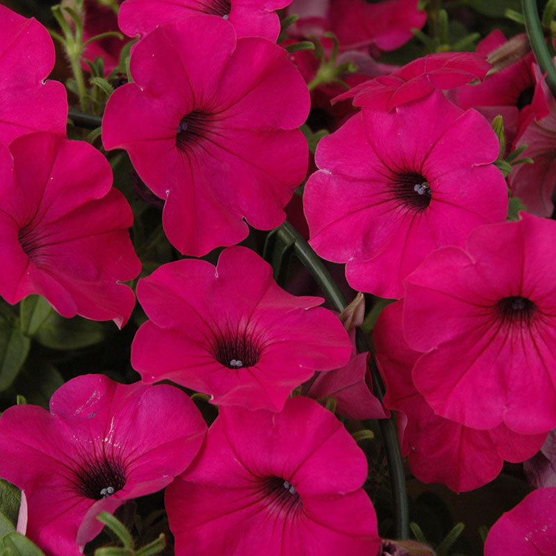 Petunia Tidal Wave Purple F1 Seed