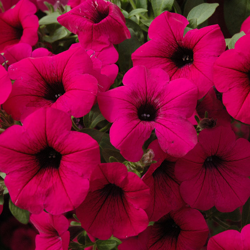 Petunia Tidal Wave Purple F1 Seed