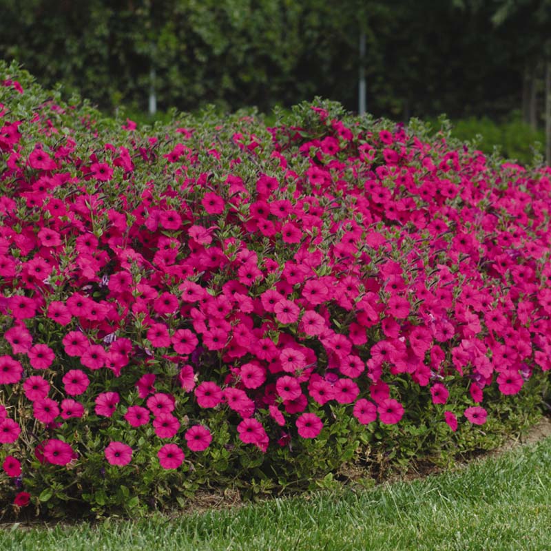 Petunia Tidal Wave Purple F1 Seed