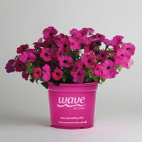 Petunia Tidal Wave Purple F1 Seed