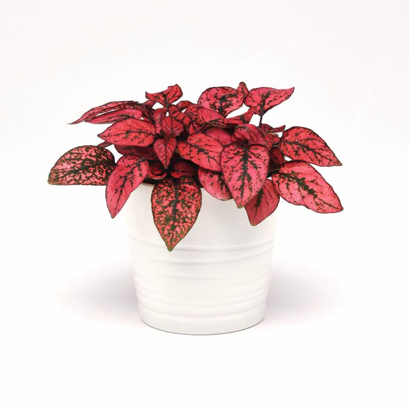 Hypoestes Splash Select Red Seed