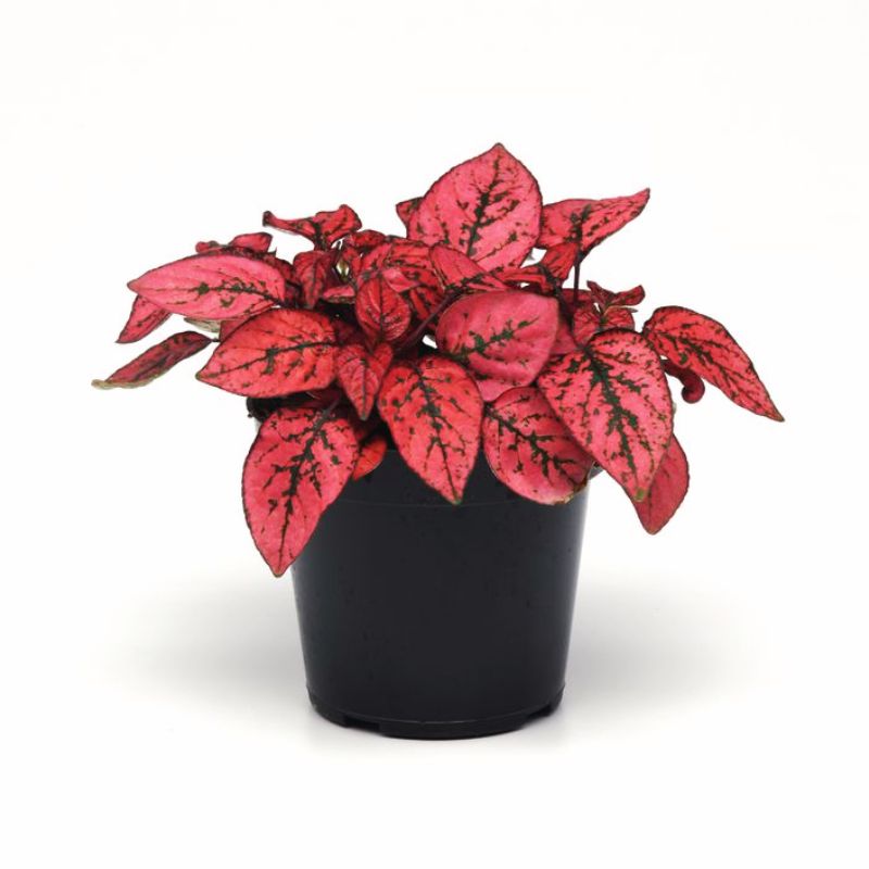 Hypoestes Splash Select Red Seed