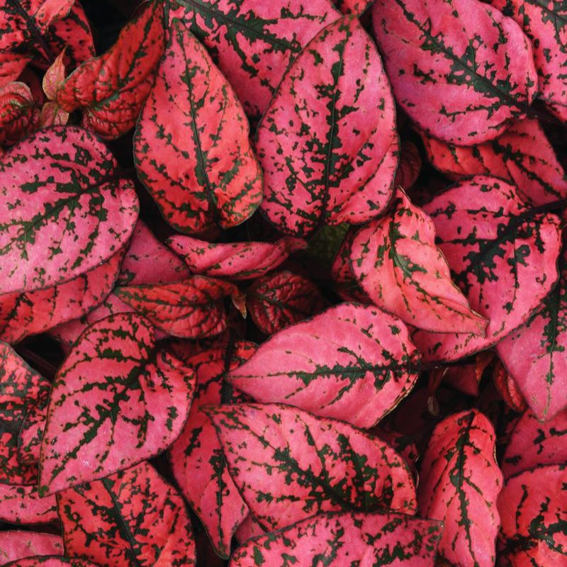 Hypoestes Splash Select Red Seed