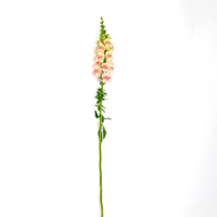 Snapdragon Potomac Appleblossom F1 Seed