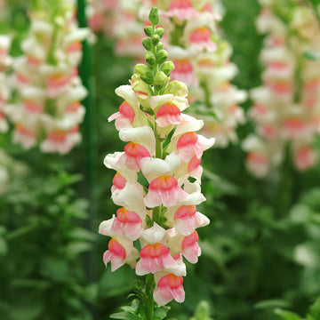 Snapdragon Potomac Appleblossom F1 Seed