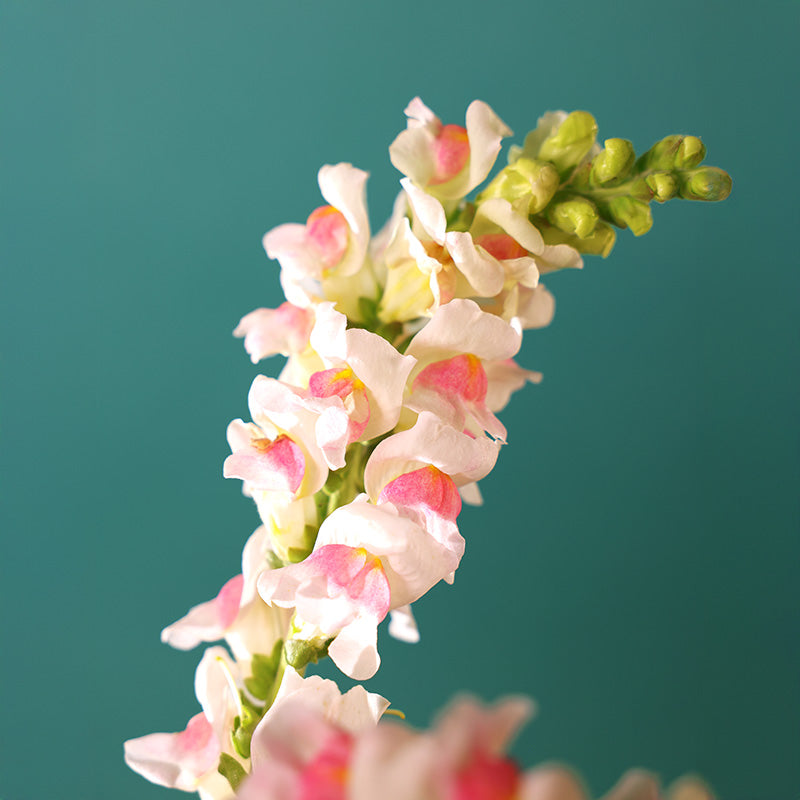 Snapdragon Potomac Appleblossom F1 Seed