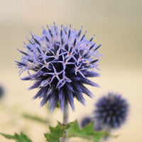 Echinops Ritro Seed