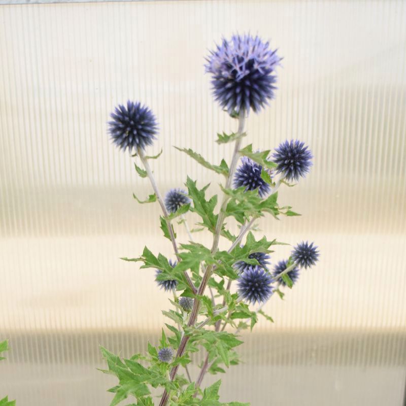 Echinops Ritro Seed