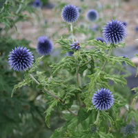 Echinops Ritro Seed