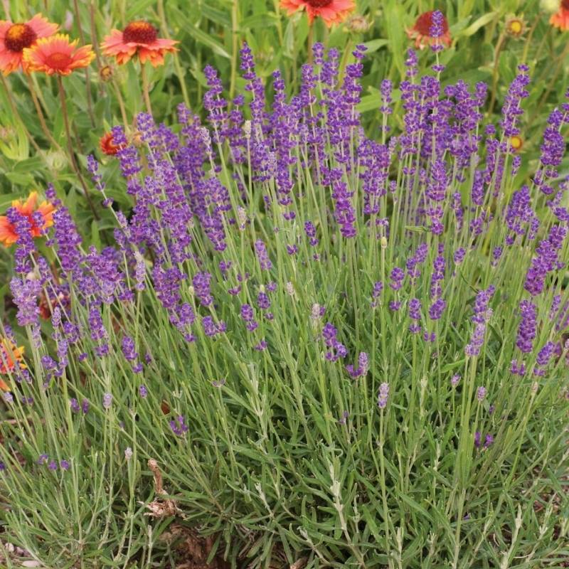 Lavender Hidcote Blue Seed