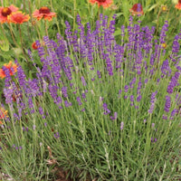 Lavender Hidcote Blue Seed