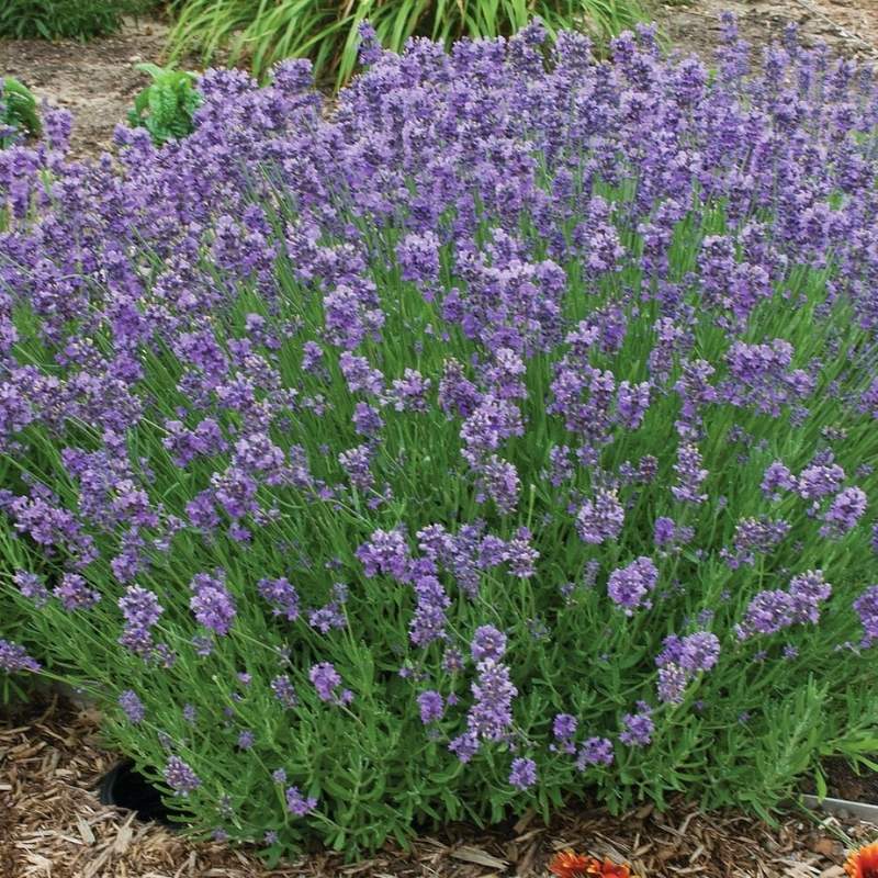 Lavender Munstead Seed