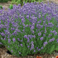 Lavender Munstead Seed