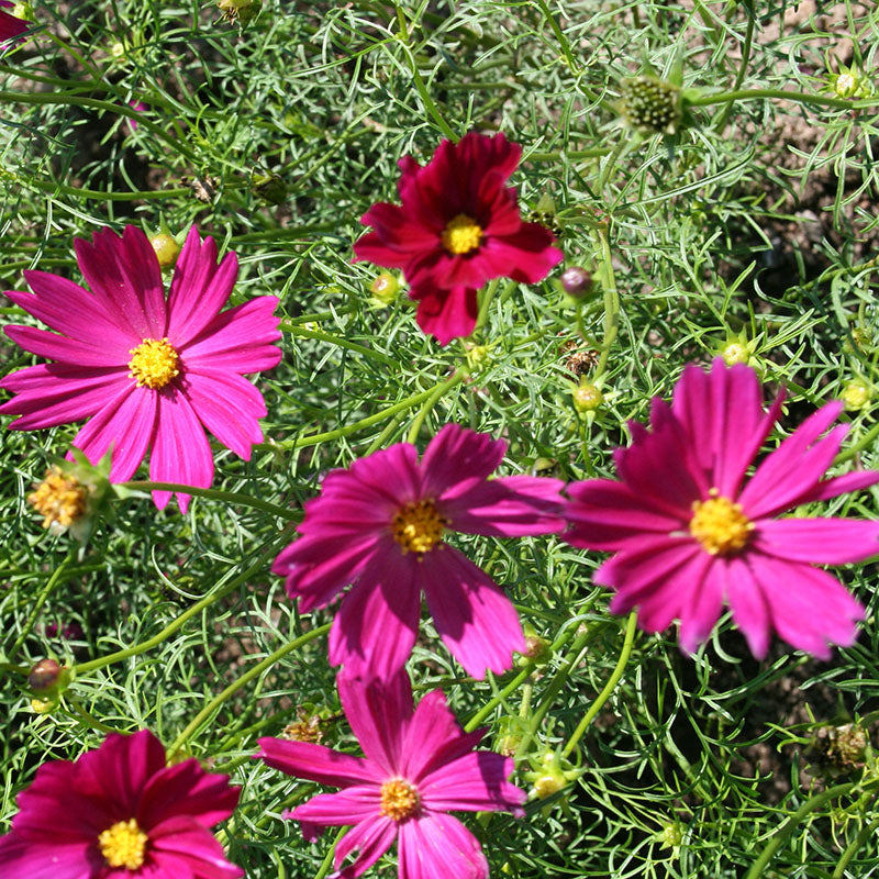 Cosmos Versailles Red Carmine Seed