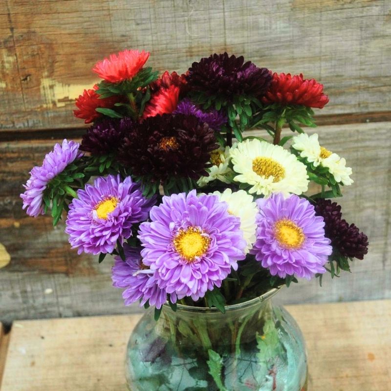 Aster Matsumoto Mix Seed