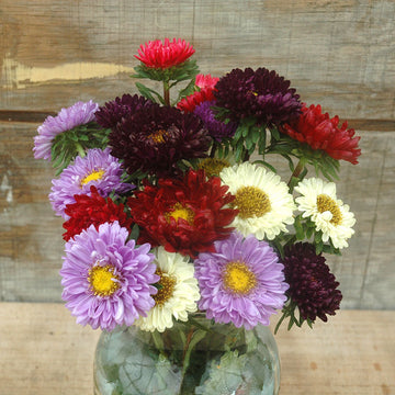 Aster Matsumoto Mix Seed