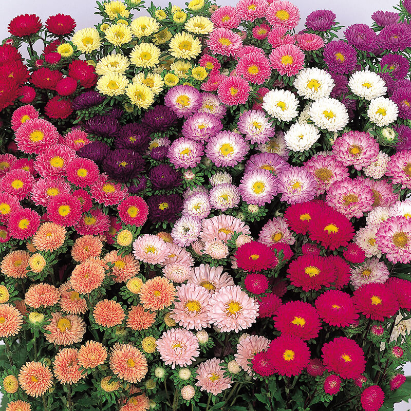 Aster Matsumoto Mix Seed