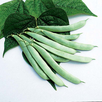 Bean Roma II Seeds