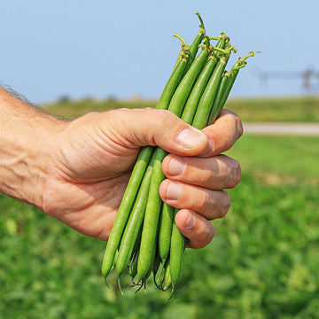 Bean Pike Seed