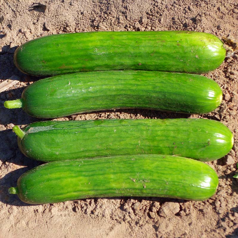 Cucumber Manny F1 Seed