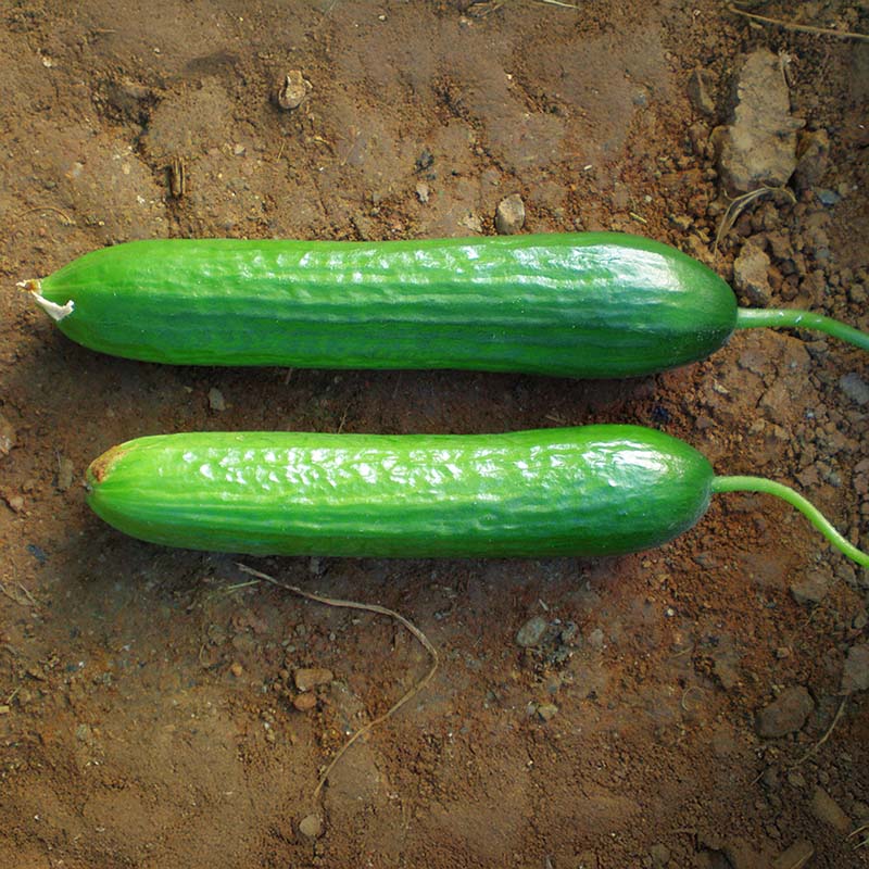 Cucumber Manny F1 Seed