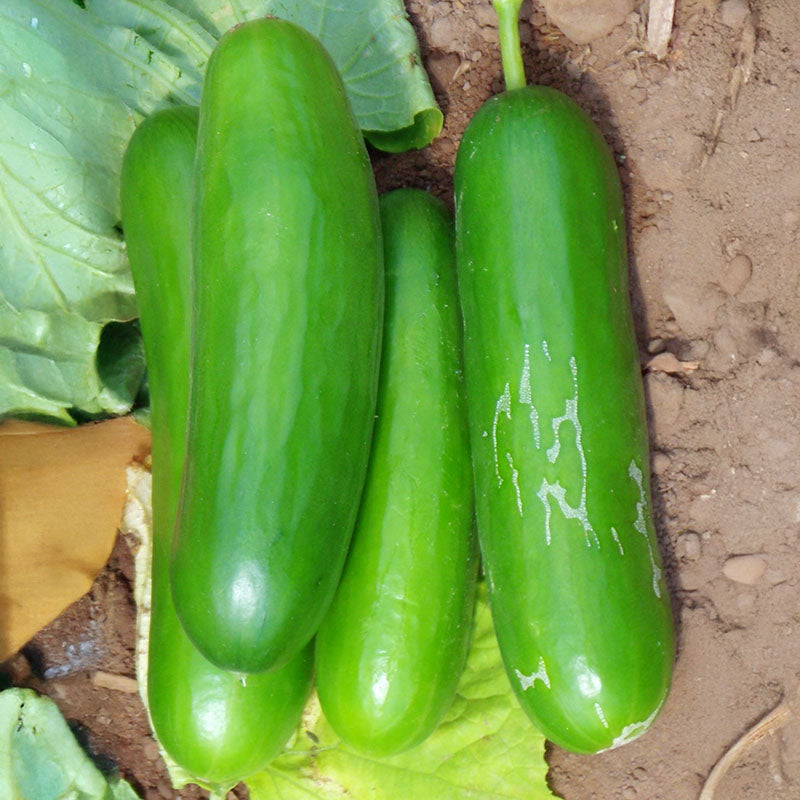 Cucumber Manny F1 Seed