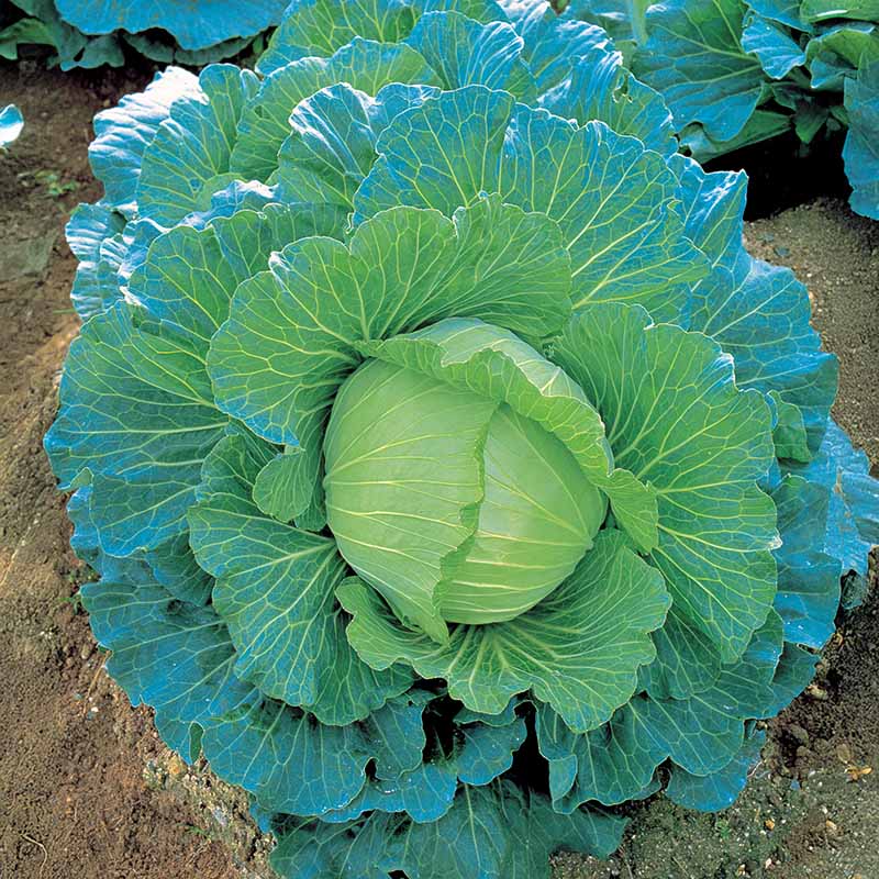 Cabbage K-Y Cross F1 Seed