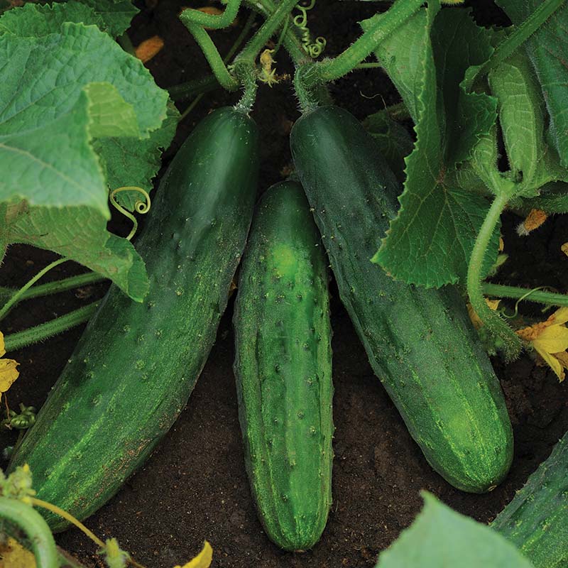 Cucumber Patio Snacker F1 Seed