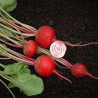 Beet Chioggia Guardsmark Organic Seed