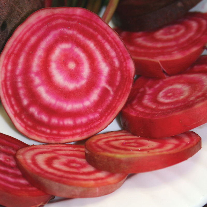 Beet Chioggia Guardsmark Organic Seed