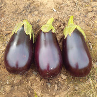 Eggplant Traviata F1 Organic Seed