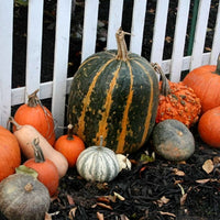 Pumpkin Tours Seed