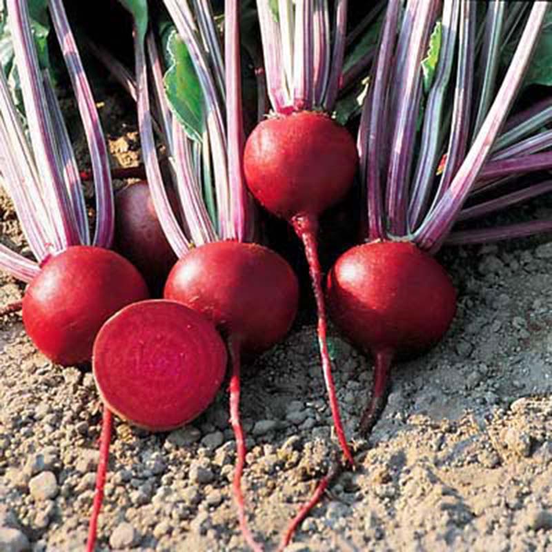 Beet Detroit Dark Red Seed