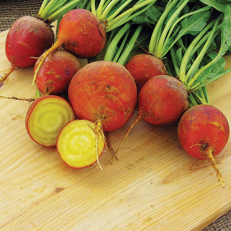 Beet Touchstone Gold Seed